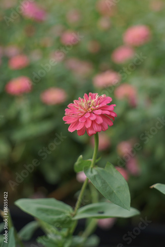 Wallpaper Mural chrysanthemum flower blooming Torontodigital.ca