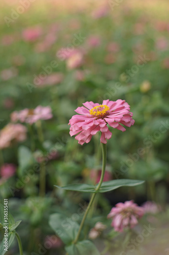 Wallpaper Mural chrysanthemum flower blooming Torontodigital.ca