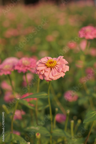 Wallpaper Mural chrysanthemum flower blooming Torontodigital.ca