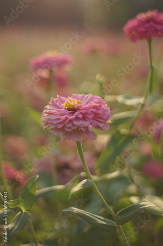 Wallpaper Mural chrysanthemum flower blooming Torontodigital.ca
