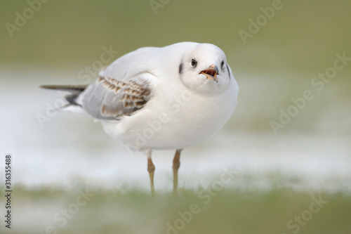 Lachmöwe Larus ridibundus