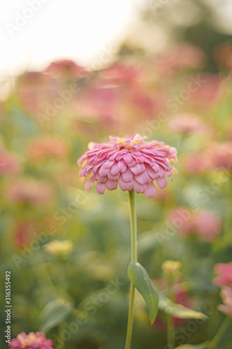 chrysanthemum flower blooming
