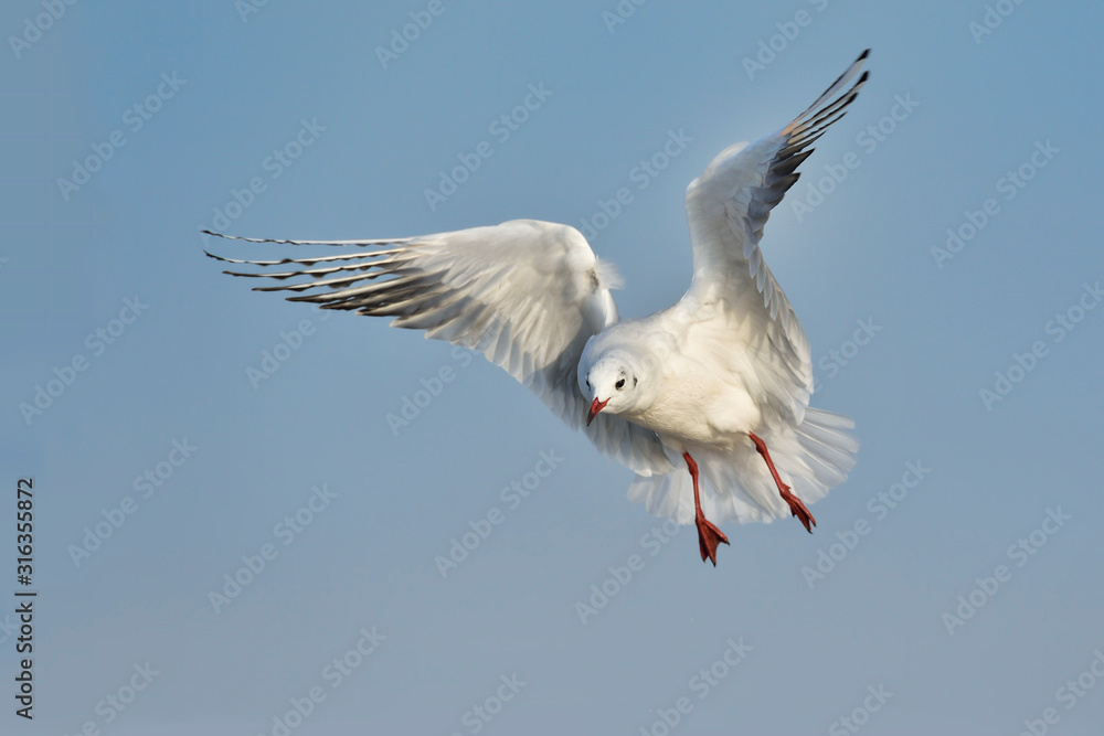 Fototapeta premium Lachmöwe Larus ridibundus