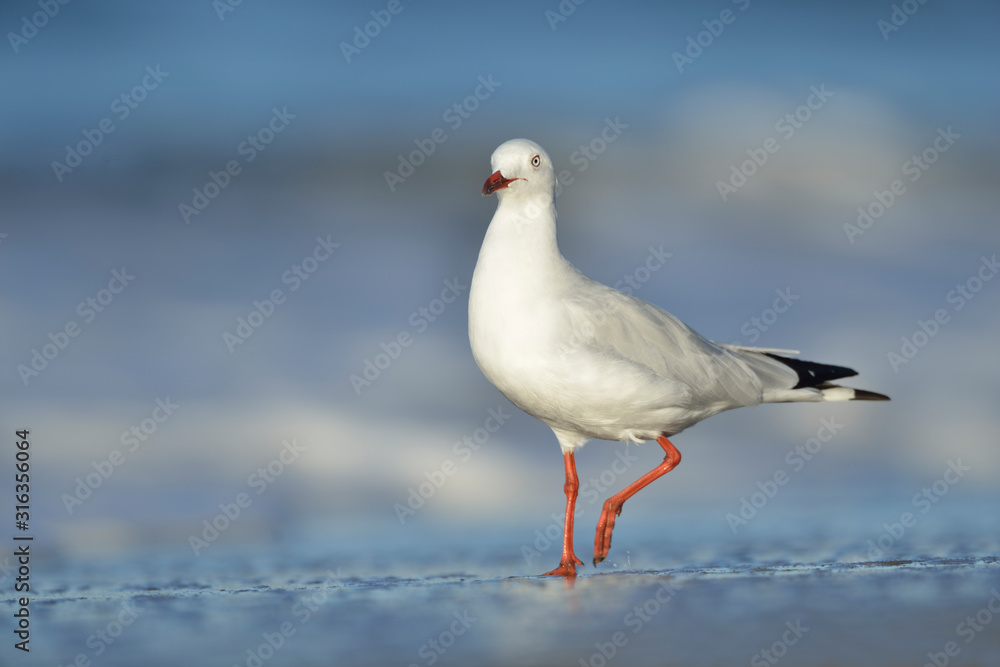 Silberkopfmöwe Chroicocephalus novaehollandiae Silberkopfmöwe Chroicocephalus novaehollandiae