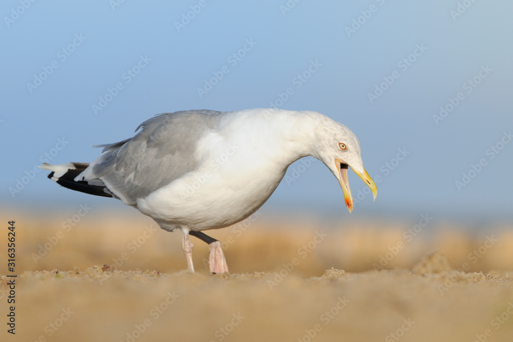 Fototapeta premium Silbermöwe Larus argentatus