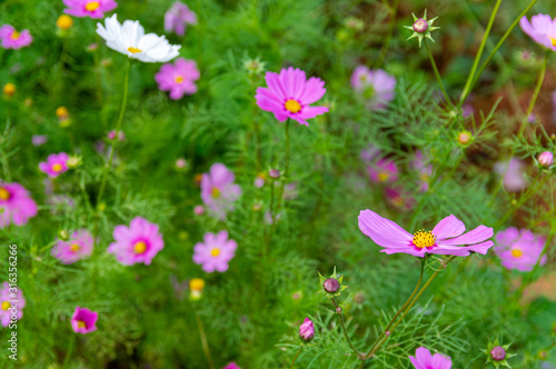 Picture of pink cosmos flower- selected focus