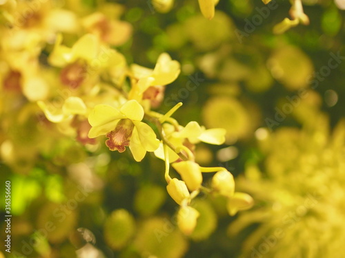 Yellow orchids Dendrobium lindley  Orchidaceae  Dendrobium phalaenopsis beautiful bouquet on blurred of nature background