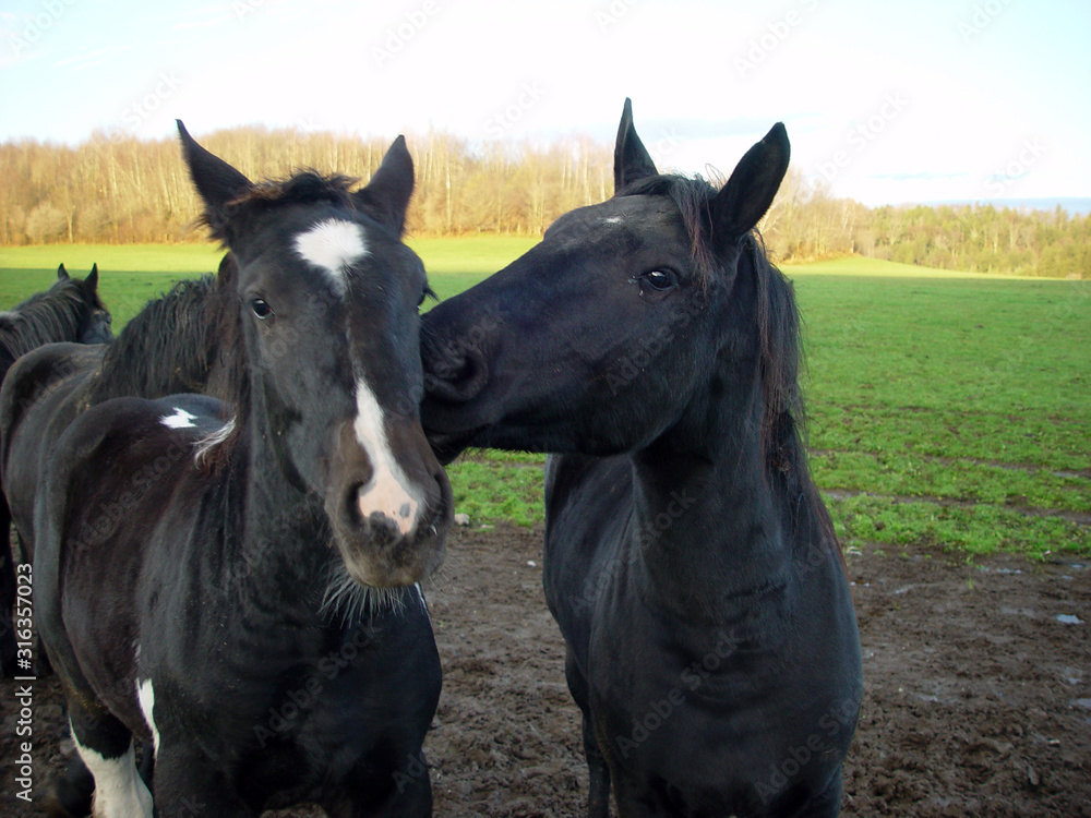 Obraz premium Whispers between horses