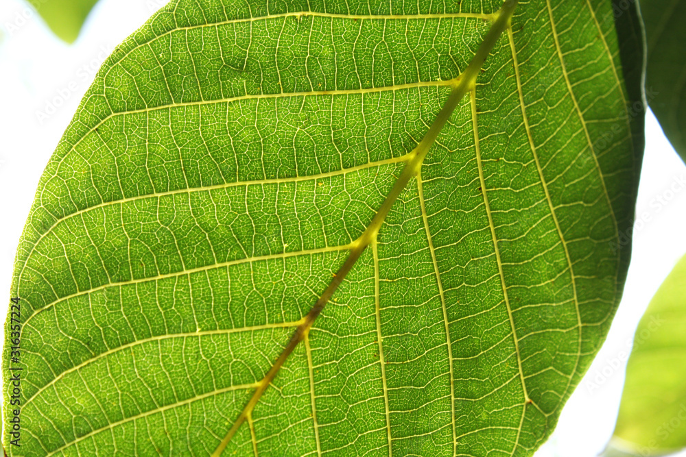 Walnut leaves under the sun light macro. Leaves texture background.