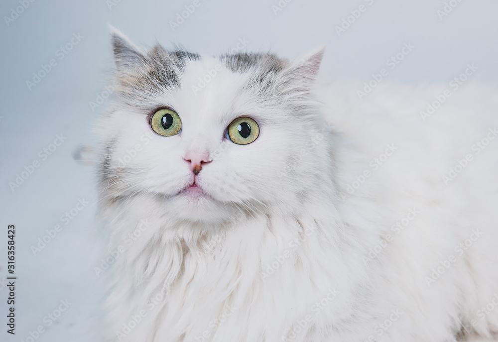 Aggressive spotted cat on a light background, pet is played on a white background