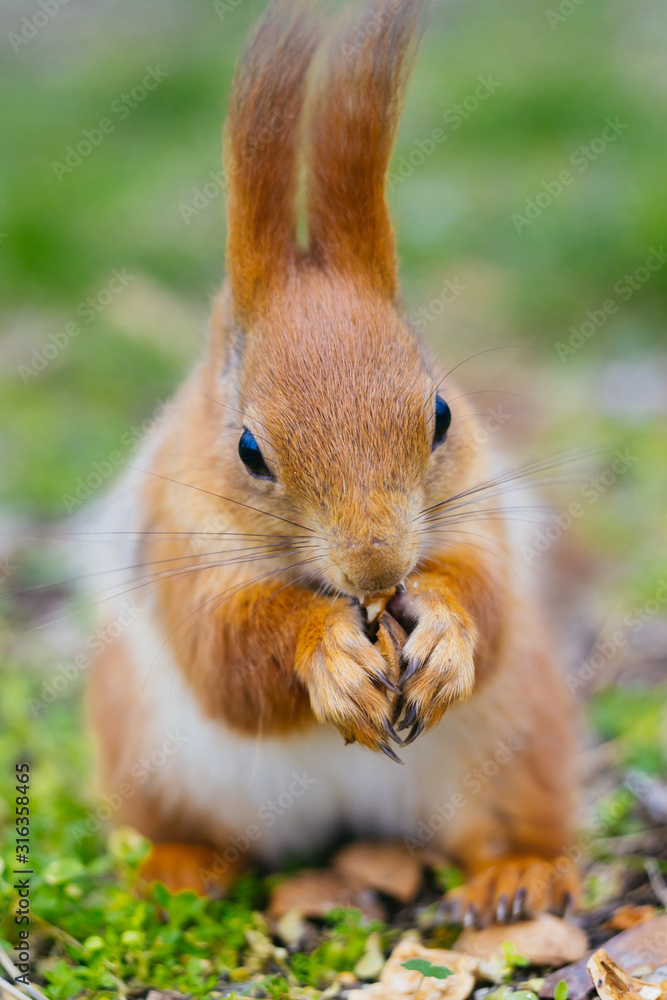 The squirrel is siting on the ground and eats a nut . Young squirrel in the park. Close-up portrait. (Sciurus vulgaris) The squirrel is siting on the ground and eats a nut . Young squirrel in the park. Close-up portrait. (Sciurus vulgaris)