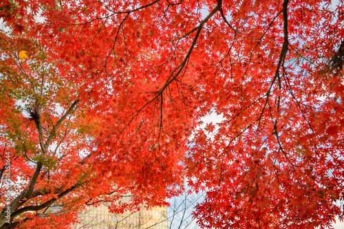 紅葉の樹木