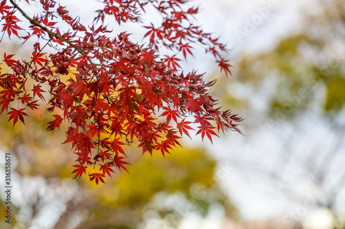 紅葉の樹木