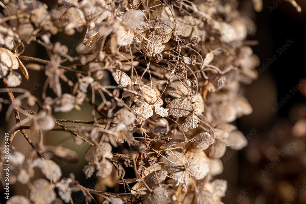 dried flowers on a background dried flowers on a background