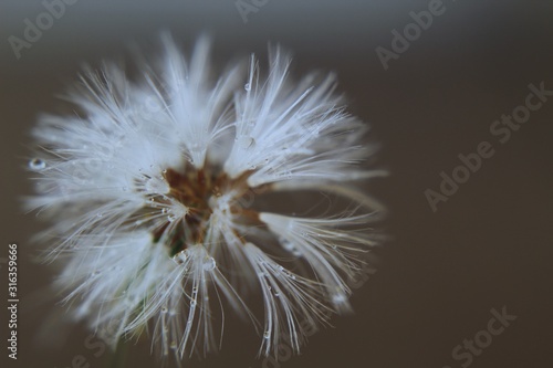 dandelion on black background