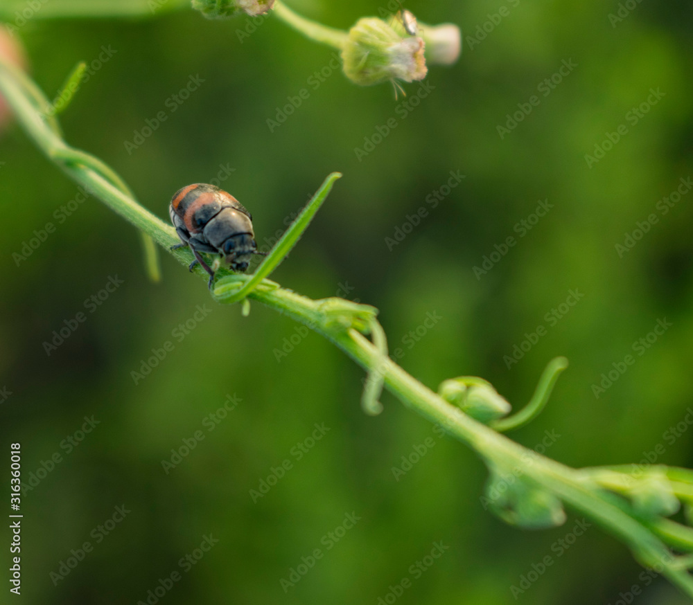 Pequeño Insecto de Franjas Anaranjadas Pequeño Insecto de Franjas Anaranjadas