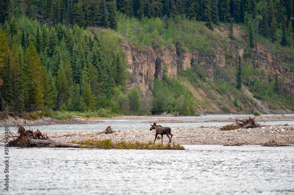 Fototapeta premium Moose crossing the Stikine river in Spatsizi Plateau Wilderness Provincial Park, Canada