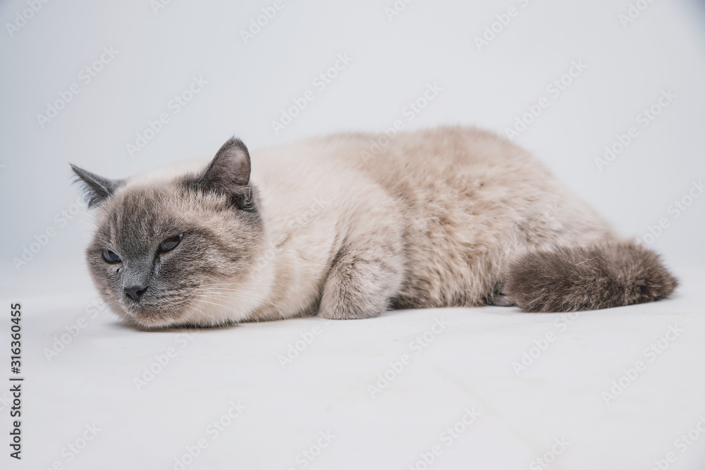 Fototapeta premium a beautiful fat sad gray cat with a dark muzzle lies on a white background