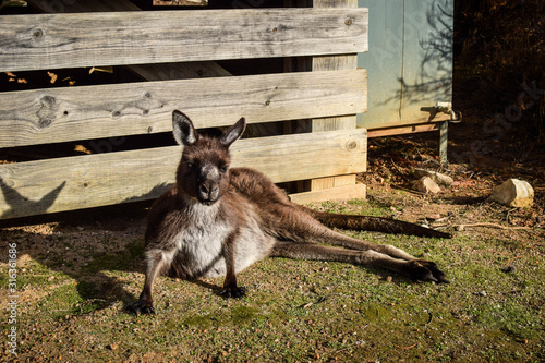 Quadro su tela Kangaroo Island, South Australia