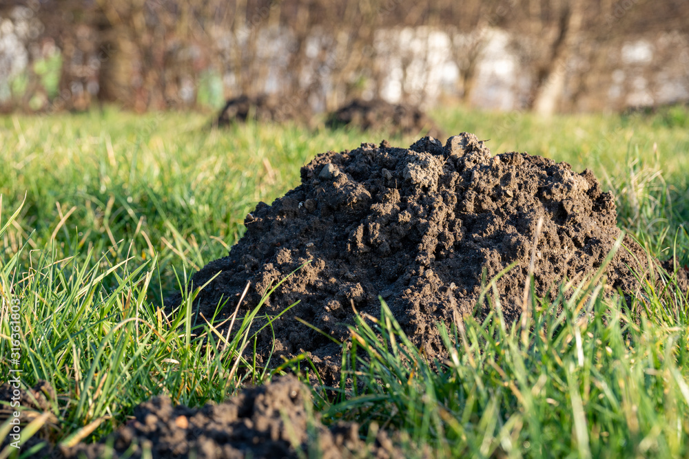 green grass on a meadow with molehills green grass on a meadow with molehills
