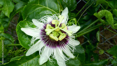 Passion fruit flower in nutare background