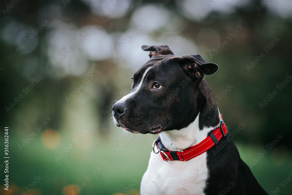 american staffordshire terrier puppy posing otside in the park.