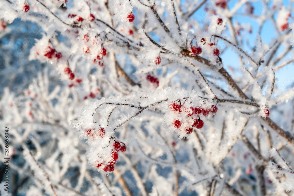 Viburnum berries are covered with hoarfrost. Snow-covered bush of viburnum in winter.