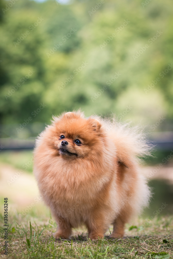 Beautiful pomeranian dog posing outside in the park. Beautiful pomeranian dog posing outside in the park.
