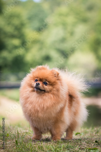 Beautiful pomeranian dog posing outside in the park.