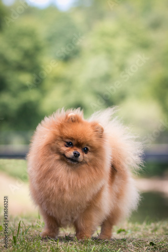 Super beautiful pomeranian dog posing outside after dog show.  © Evelina