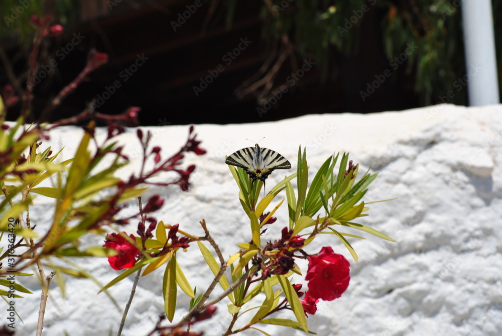 Scarce Swallowtail Butterfly (Iphiclides podalirius) in Rhodes Scarce Swallowtail Butterfly (Iphiclides podalirius) in Rhodes
