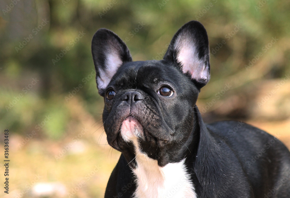 French bulldog girl posing in the forest.