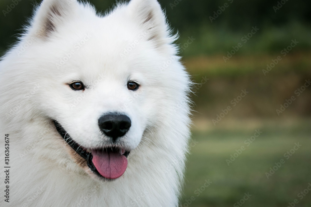 Samoyed dog posing in the beautiful park. Samoyed dog posing in the beautiful park.