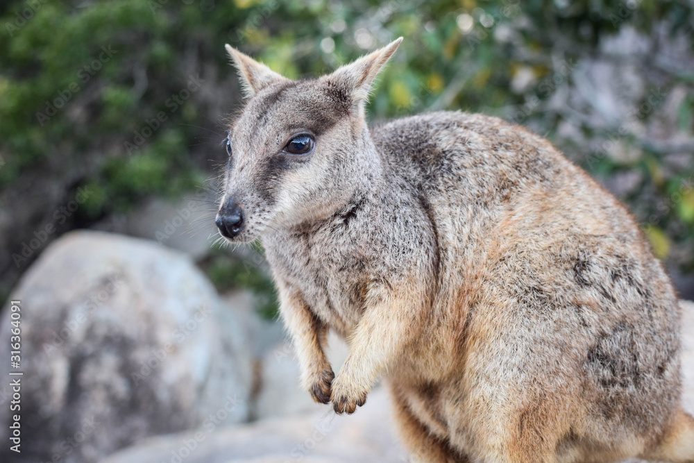 Naklejka premium Queensland, Australia