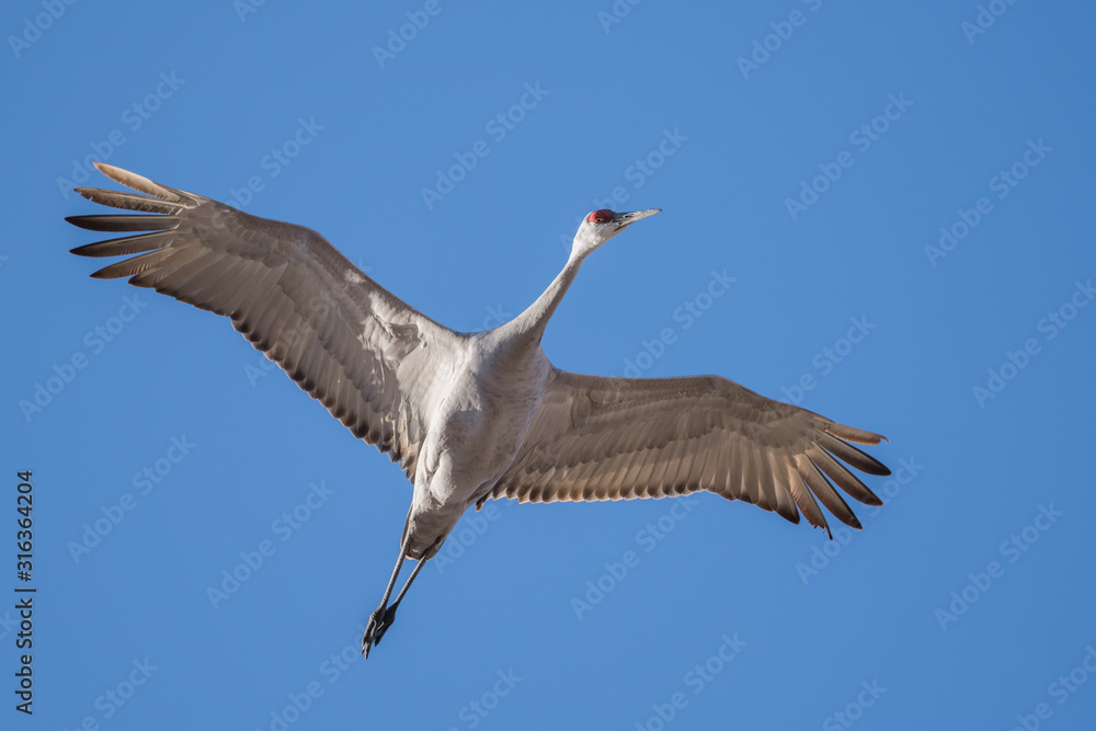 Obraz premium Sandhill Cranes flying