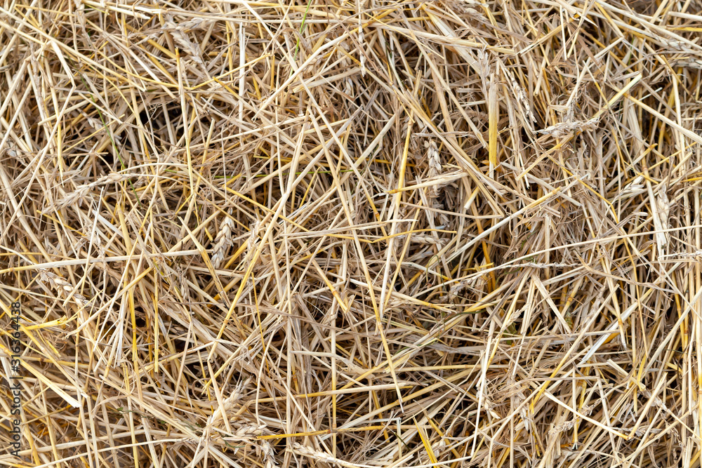 Golden straw cereal crop. Texture of dry yellow straw of wheat.