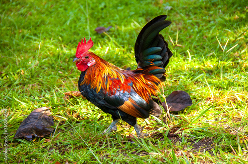 Rooster walking on the lawn, Terra Nostra Garden, Furnas, Sao Miguel, Azores, Portugal