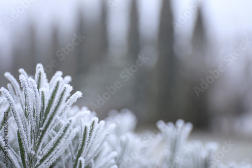 rime ice on the needles of a juniper shrub on sunny winter morning © Inception