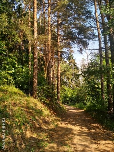 path in forest