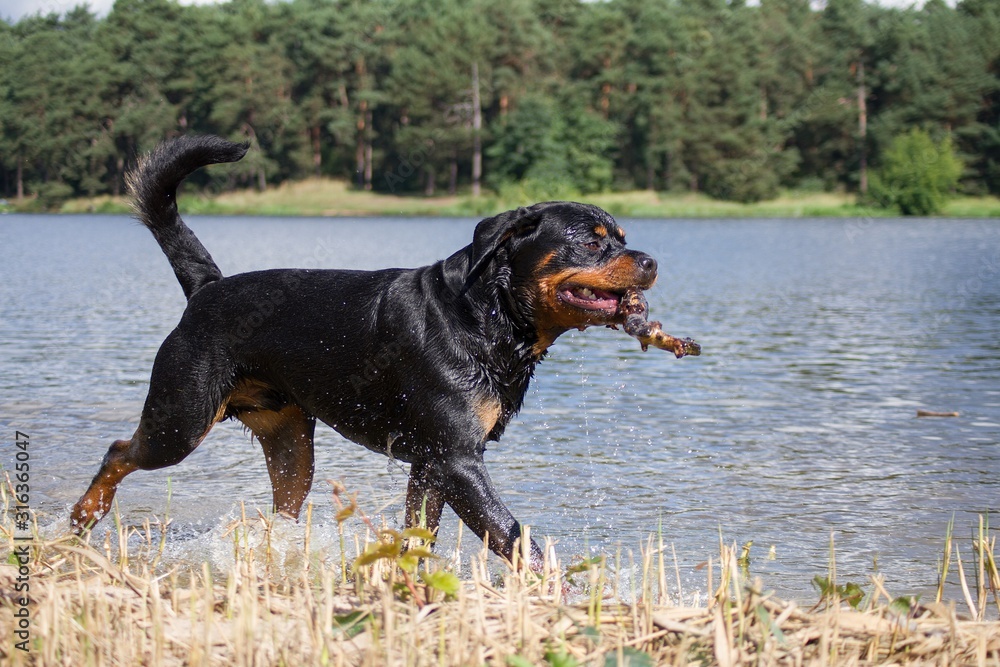 Dog play in the water. Rottweiler playing near the lake.