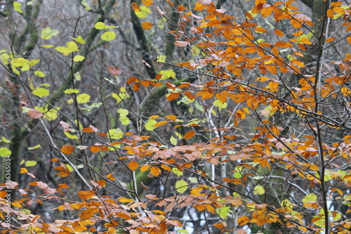 A photograph of autumnal forest woodland leaves on twigs and branches. Natural environment