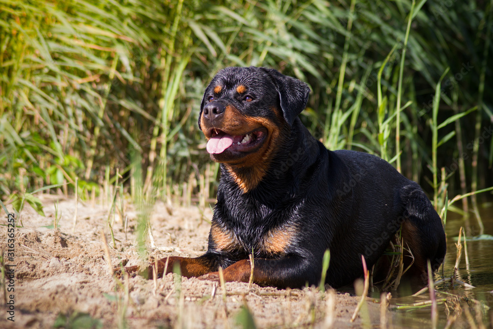 Rottweiler posing outside at summer. Rottweiler posing outside at summer.
