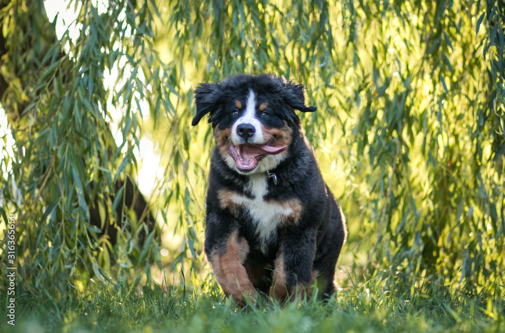 Bernese mountain dog puppy outside. So cute and small bernese puppy. Bernese mountain dog puppy outside. So cute and small bernese puppy.