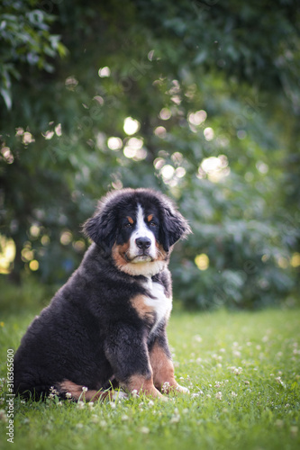 Bernese mountain dog puppy outside. So cute and small bernese puppy. 