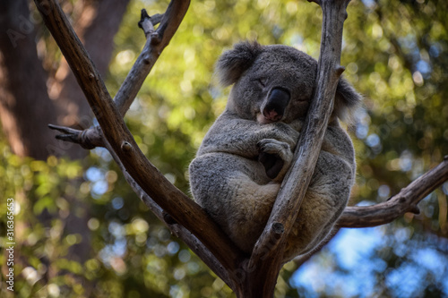 Fototapeta Naklejka Na Ścianę i Meble -  Sydney Zoo, Australia