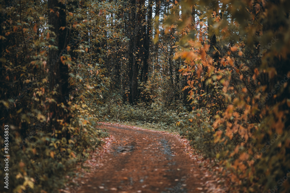 Road through beautiful and wild forest. Autumn landscape.