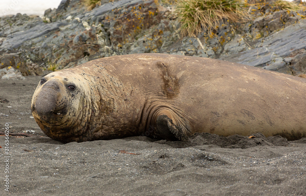 Fototapeta premium Adult Male Southern Elephant Seal., South Georgia