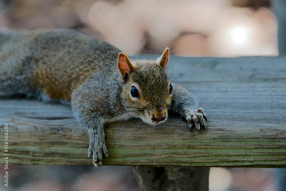 Fototapeta premium Grauhörnchen in Florida