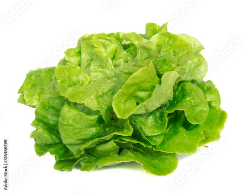 Studio shot bright green Tom Thumb lettuce isolated on white