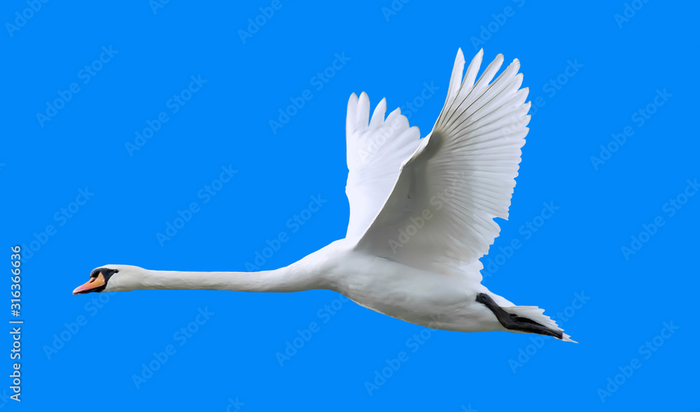 Swan bird in flight.
